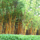 Egrow 50pcs/Bag Golden Bamboo Seeds New Semente Rare Golden Bamboo Tree Seeds for Home Garden Plants