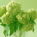 Egrow 50Pcs Vanilla Strawberry Hydrangea Flower Seeds Planting Flower Bonsai Tree Seeds