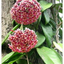 Egrow 20Pcs/Pack Hoya Seeds Potted Seed Hoya Carnosa Flower Seed Garden Plants