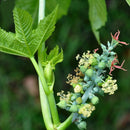 Egrow 100Pcs/Pack Chinese Castor Seeds Ricinus Communis Home Garden Plant