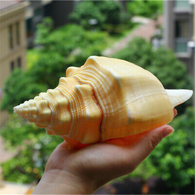Large 17-20cm Natural Conch Shells Coral Sea Snail Fish Tank Home Ornament Decorations