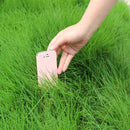 Egrow 500 Pcs/Pack Evergreen Grass Seeds Evergreen Grass Semente Plant Evergreen Garden Lawn Grass