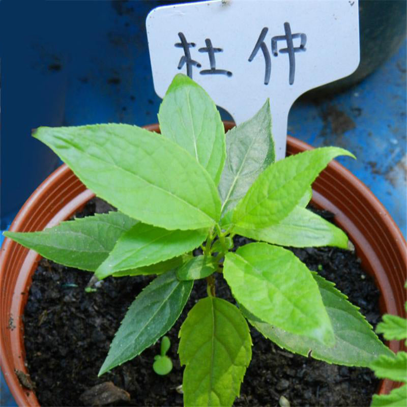 Egrow 100 Pcs Eucommia Seeds Eucommiae Gutta Tree Home Garden Decoration Plant