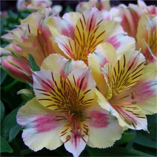 Egrow 100PCS/Pack Lily Seeds Rare Peruvian Lily Alstroemeria Bonsai Plants Mix-Color Lilies Flower For Home & Garden Decoration
