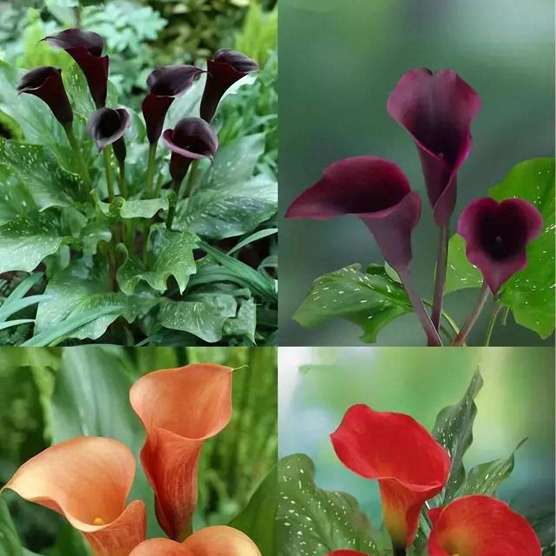 Egrow 50 PCS Calla Lily Seeds Tropic Beautifying Plants Garden Potted Flowers Perennial Lily Seeds