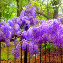 Egrow 10Pcs/Pack Wisteria Seeds Purple Wisteria Tree Rare Indoor Perennial Ornamental Wisteria Flower Potted Planting for Home Garden