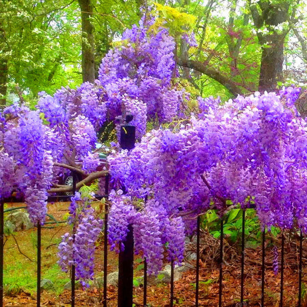 Egrow 10Pcs/Pack Wisteria Seeds Purple Wisteria Tree Rare Indoor Perennial Ornamental Wisteria Flower Potted Planting for Home Garden