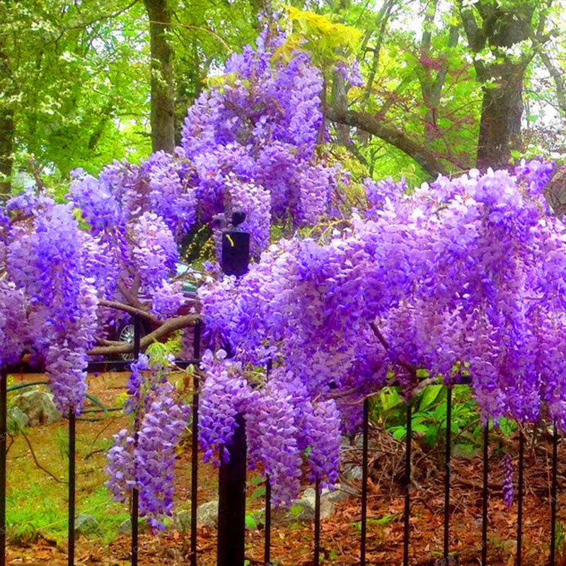 Egrow 10Pcs/Pack Wisteria Seeds Purple Wisteria Tree Rare Indoor Perennial Ornamental Wisteria Flower Potted Planting for Home Garden