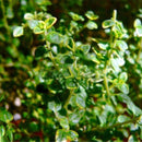 Egrow 200Pcs/Pack Thyme Seeds Green Lemon Thyme Grass Bonsai Herb Garden Plant Vegetable Bonsais Thymus Citriodorus Mosquito Repelling Creeping