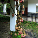 Egrow 16 Pcs/Pack Mucuna Birdwoodiana Tree Seeds Flower Seeds Home Garden Decoration