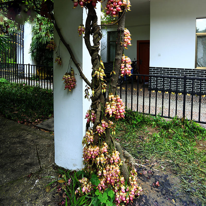 Egrow 16 Pcs/Pack Mucuna Birdwoodiana Tree Seeds Flower Seeds Home Garden Decoration