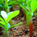 Egrow 5PC/Pack Rose Seeds Real Adenium Obesum Flores Desert Rose Flower Plantas Home Garden Bonsai Succulent Plants