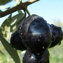 Egrow 100Pcs/Bag Mini Olive Seeds Fruit Seeds Bonsai Plants For Garden Exotic Plant Species Seeds