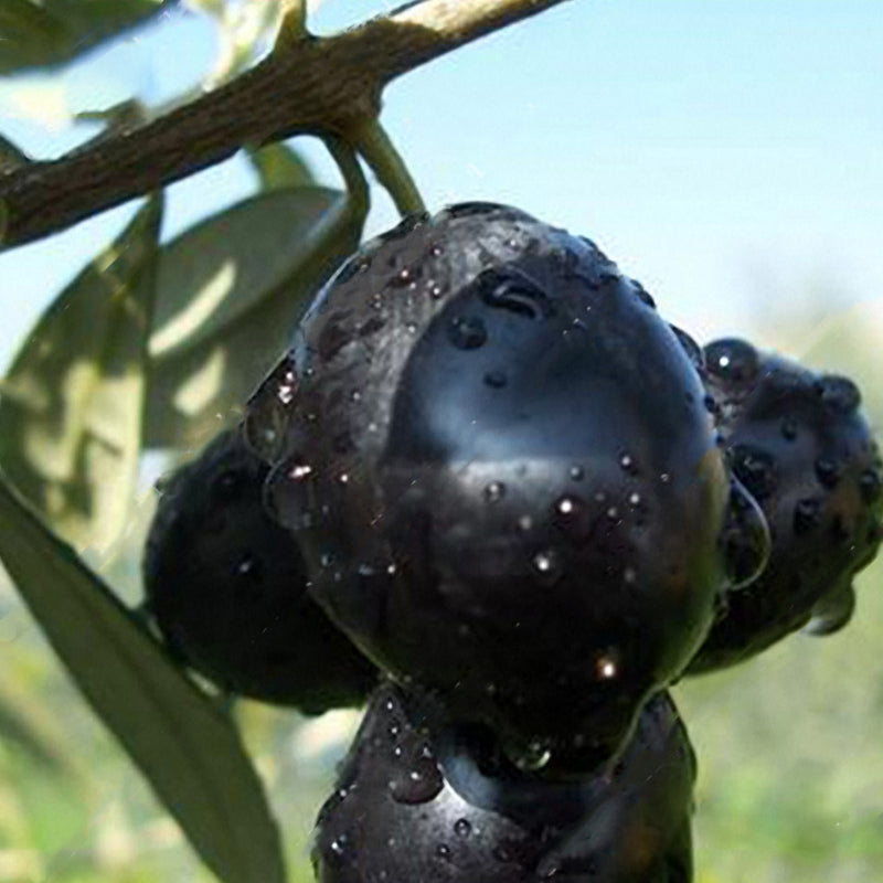 Egrow 100Pcs/Bag Mini Olive Seeds Fruit Seeds Bonsai Plants For Garden Exotic Plant Species Seeds