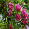 Egrow 50 Pcs/Pack Sophora Tonkinensi Tree Seeds Sophora Tonkinensi Tree Plant Flower Seeds