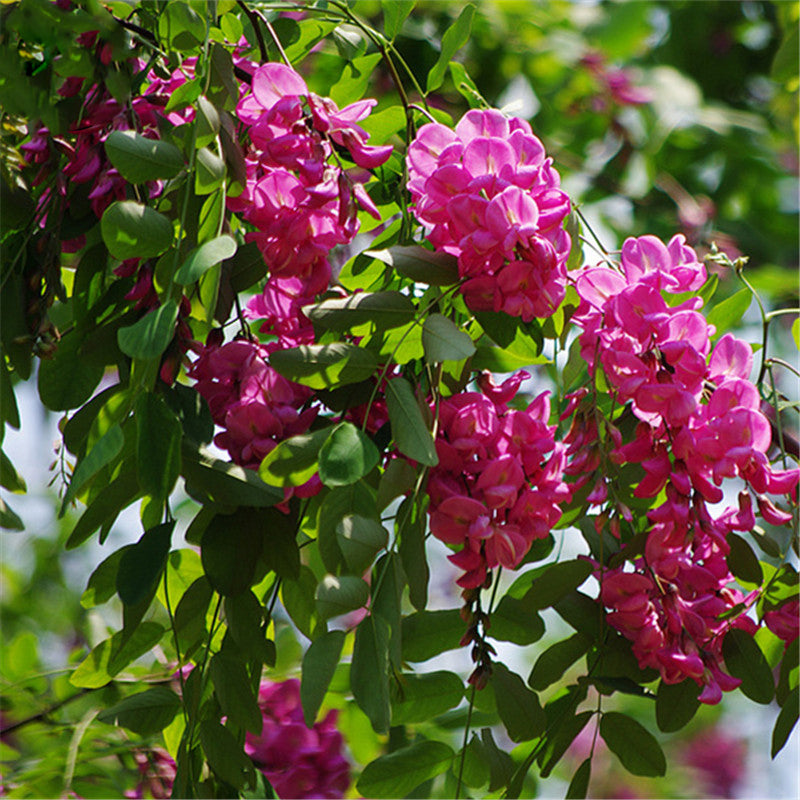 Egrow 50 Pcs/Pack Sophora Tonkinensi Tree Seeds Sophora Tonkinensi Tree Plant Flower Seeds