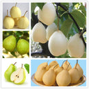 Egrow 20Pcs/Pack Golden Pear Seeds Garden Courtyard Fruit Tree Plants Seeds