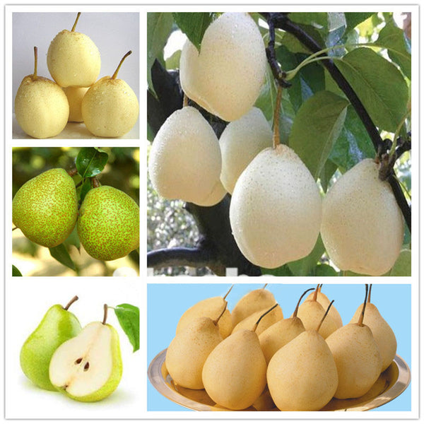 Egrow 20Pcs/Pack Golden Pear Seeds Garden Courtyard Fruit Tree Plants Seeds