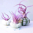 Egrow 100PCS/Pack Air Plant Seeds Cactus Jardin Bonsai Plantas Rainbow Grass For Garden Decoration