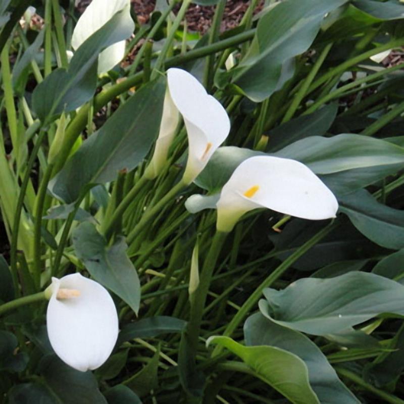 Egrow 50 PCS Calla Lily Seeds Tropic Beautifying Plants Garden Potted Flowers Perennial Lily Seeds