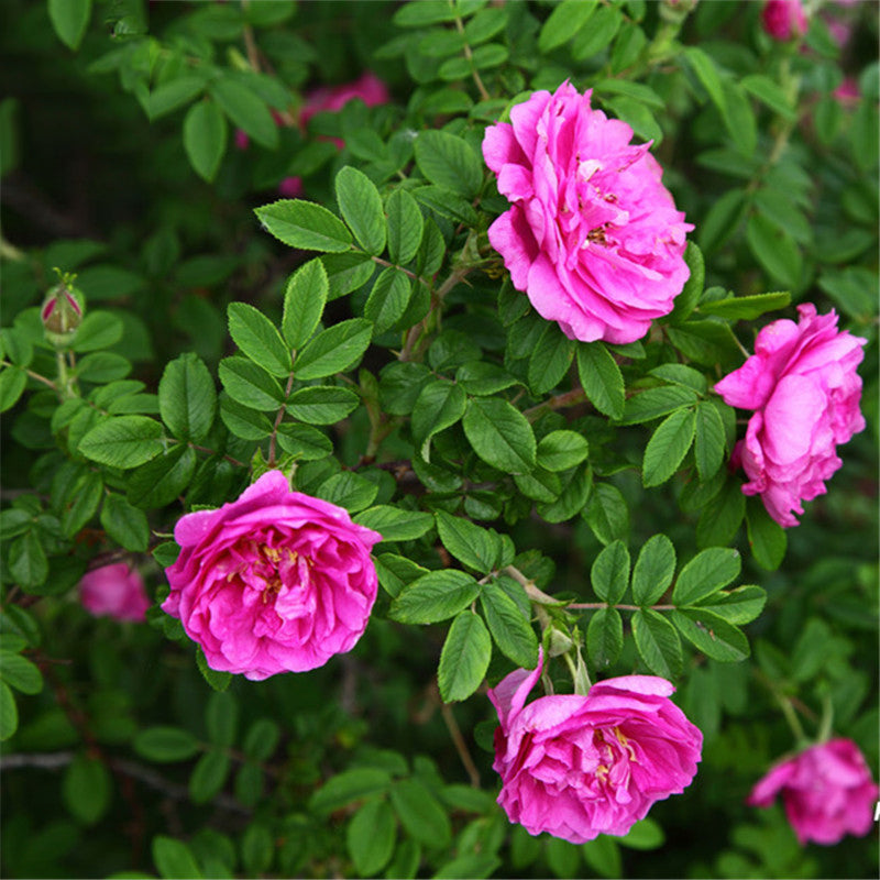 Egrow 60 Pcs/Pack Red Thorn Rose Seeds Red Thorn Rosa Rugosa Tree Semente Plant Flower Seeds