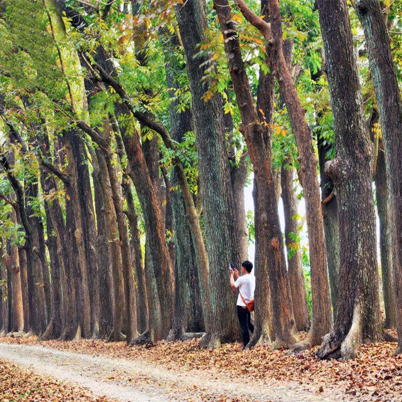 Egrow 50 Pcs/Pack Mahogany Tree Seeds West Indian Mahogany Tree Plant Cuban Mahogany