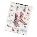 Anatomy of Foot and Ankle Poster Anatomical Chart Human Body Educational Home Decor