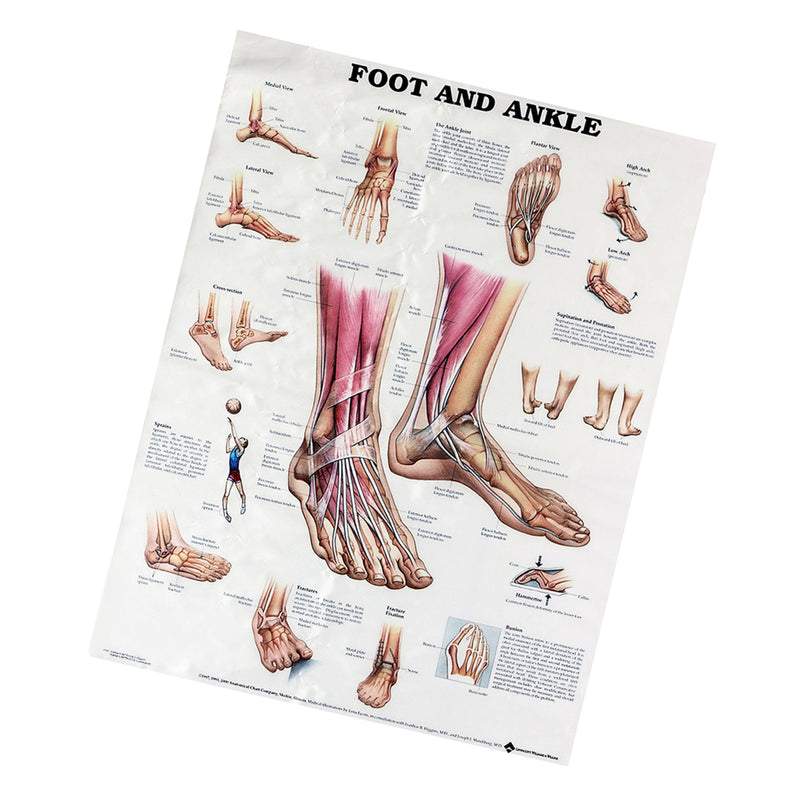 Anatomy of Foot and Ankle Poster Anatomical Chart Human Body Educational Home Decor