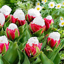Egrow 100Pcs/Bag Icecream Tulips Seeds Rare Artificially Cultivated Perennial Bulb Flowers Seeds