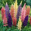 Egrow 100pcs Mix Color Lupine Bonsai Plants Seeds Annual Succulent Groundcover Flower Bonsais Potted Planting For Home Garden