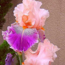 Egrow 50Pcs/Bag Rare Iris Tectorum Seeds Iris Bonsai Flower Seeds Heirloom Iris Tectorum Seeds
