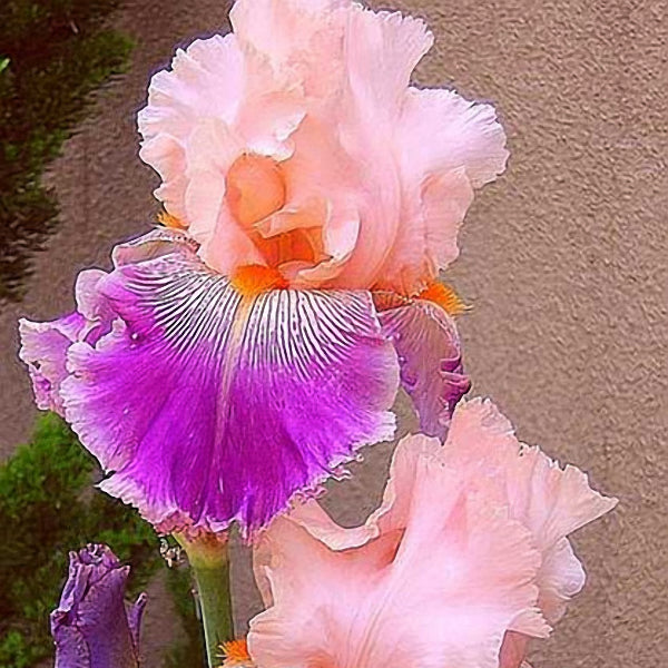 Egrow 50Pcs/Bag Rare Iris Tectorum Seeds Iris Bonsai Flower Seeds Heirloom Iris Tectorum Seeds