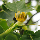 Egrow 50Pcs/Bag Magnoliaceae Flower Seeds Ornamental Plant Liriodendron Chinense Bonsai Seeds