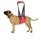 Dog Waist Harness Gog Harness Pet Protection Belt Nylon Clasp Protecting Waist Belt Sport Running Leash Pet Dogs Product