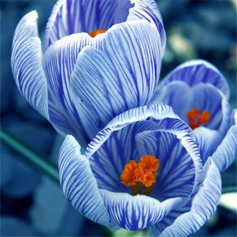 Egrow 100 Pcs/Pack Garden Dutch Saffron Seeds Courtyard Decroation Plants Flowers