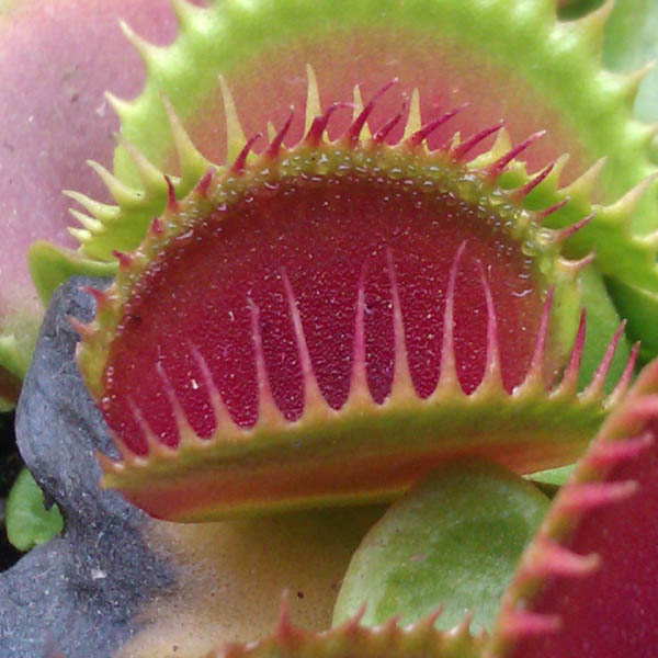 Egrow 100Pcs/Pack Catchfly Potted Plant Seeds Garden Venus Fly Trap Insectivorous Plant