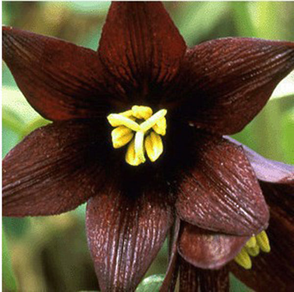 Egrow 100Pcs/Pack Perfume Lily Seeds Home Indoor Bonsai Flower Plants Seeds