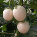 Egrow 100Pcs/Pack White Tomato Seeds Gardening Plants Tasty Vegetable Fruit Seeds