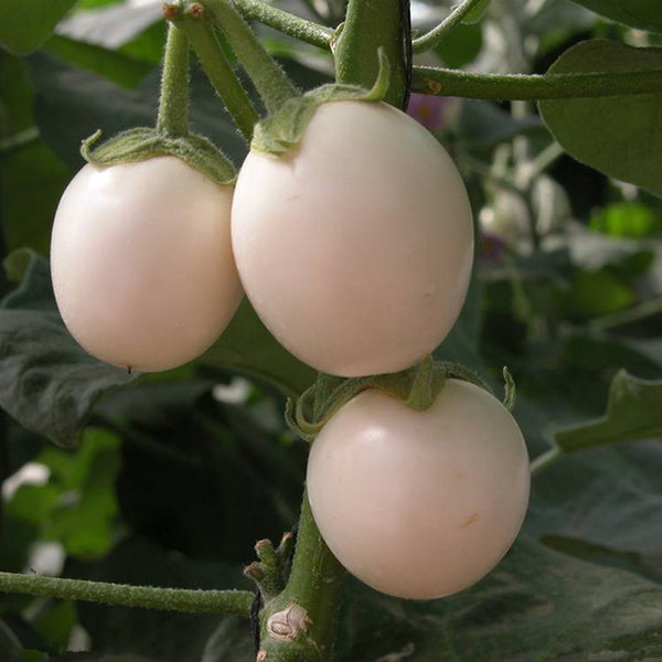 Egrow 100Pcs/Pack White Tomato Seeds Gardening Plants Tasty Vegetable Fruit Seeds