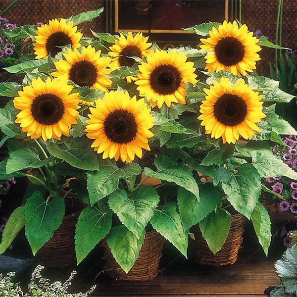 Egrow 20Pcs/Pack Sunflower Seeds Home Garden DIY Snack Flower Decoration Plants Bonsai