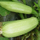 Egrow 20Pcs/Bag Bottle Gourd Seeds Funny Vegetable in Farm as Mini Tool Big Wine Gourd Spoon Seeds