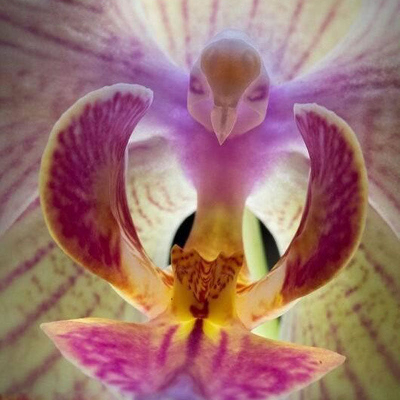 Egrow 200pcs/Bag Phalaenopsis Orchid Seeds Orchid Bonsai Plants Flowers Seeds For Home Garden Plants