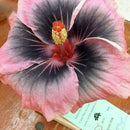 Egrow 50Pcs/Pack Giant Hibiscus Flower Seeds Garden & Home Perennial Potted Plants Flowers