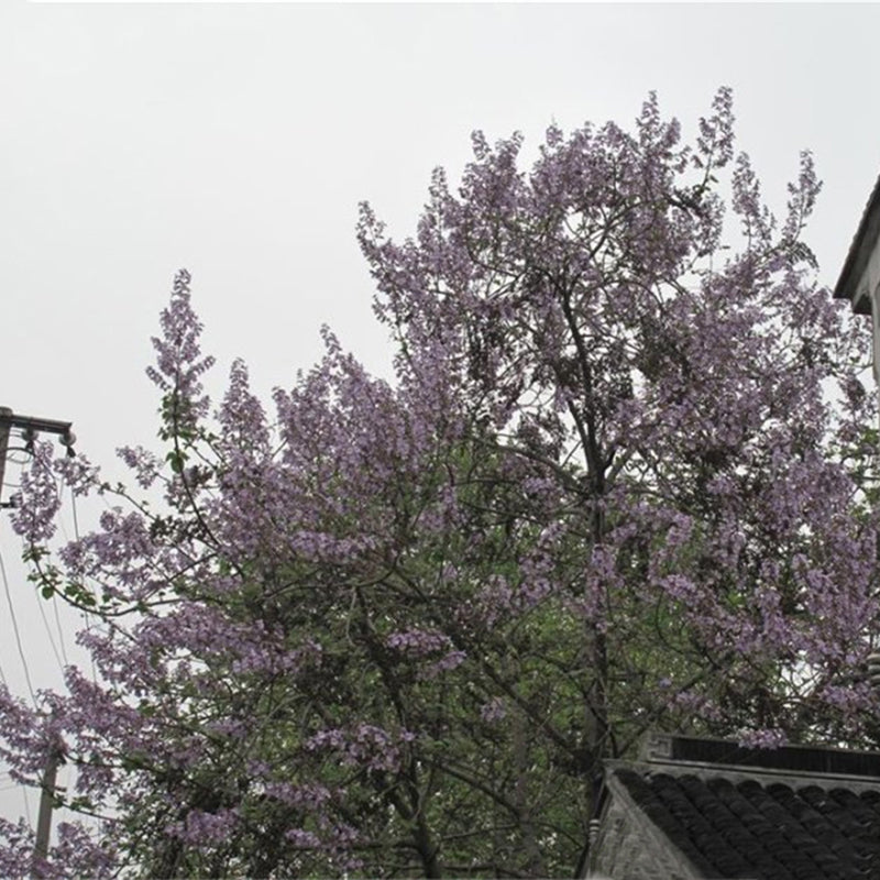 Egrow 50 Pcs/Pack Paulownia Tree Seeds Paulownia Tree Paulownia Fortunei For Home Garden Decoration