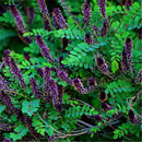 Egrow 120 Pcs/Pack Amorpha Fruticosa Seeds False Indigo Bush Tree Plant Amorpha Fruticosa Tree