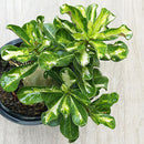 Egrow 1 Pcs Rose Seeds Thailand Rare Grafted Desert Rose Variegated Leaves Siam Home Garden Flowers Adenium Obesum