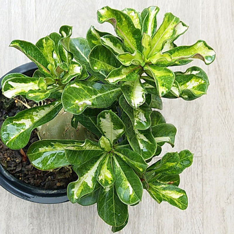 Egrow 1 Pcs Rose Seeds Thailand Rare Grafted Desert Rose Variegated Leaves Siam Home Garden Flowers Adenium Obesum