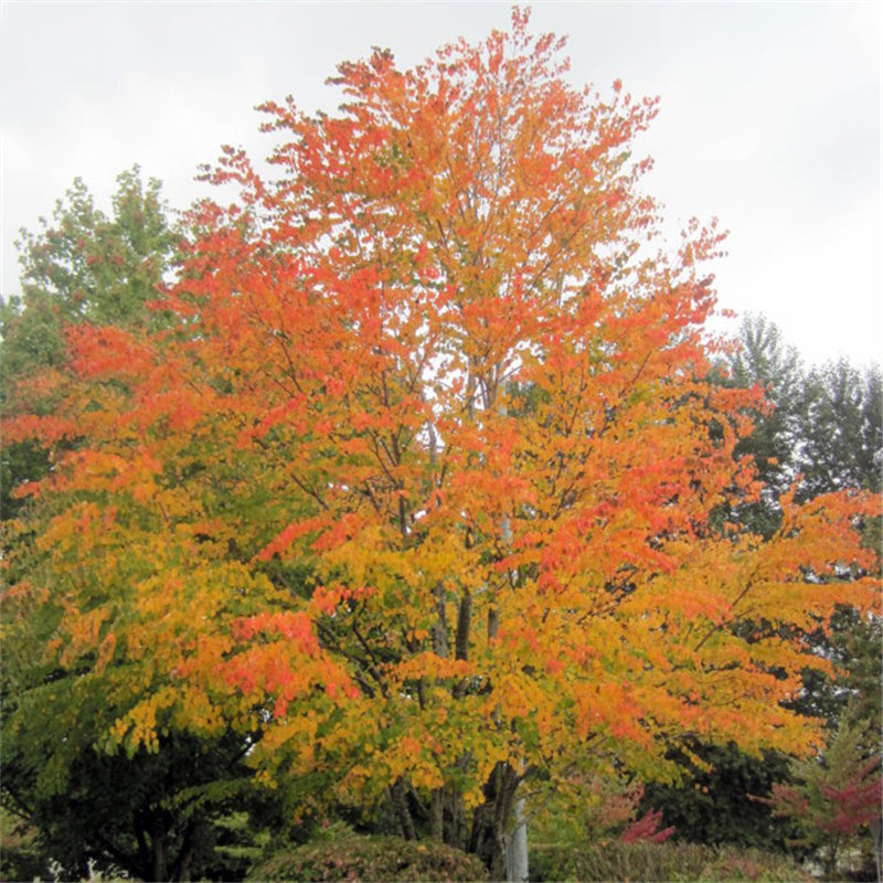 Egrow 30 Pcs/Pack Katsuratree Seeds Katsuratree Tree Plant Cercidiphyllum Japonicum