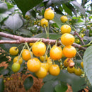 Egrow 20Pcs/Bag Yellow Cherry Seeds Balcony Garden Bonsai Potted Plant Seeds Cherry Fruits Seeds