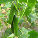 Egrow 20 Pcs/Pack Dutch Cucumber Cuke Seeds Green Vegetables Seed For Home Garden Planting